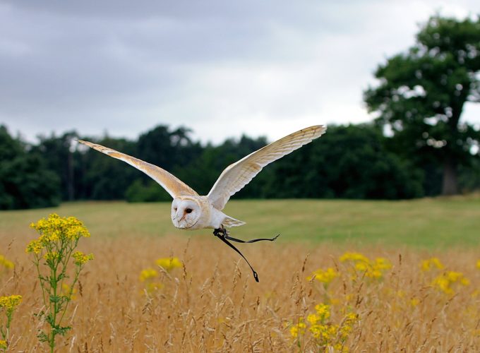 Wallpaper Owl, flight, meadows, cute animals, Animals 489172920